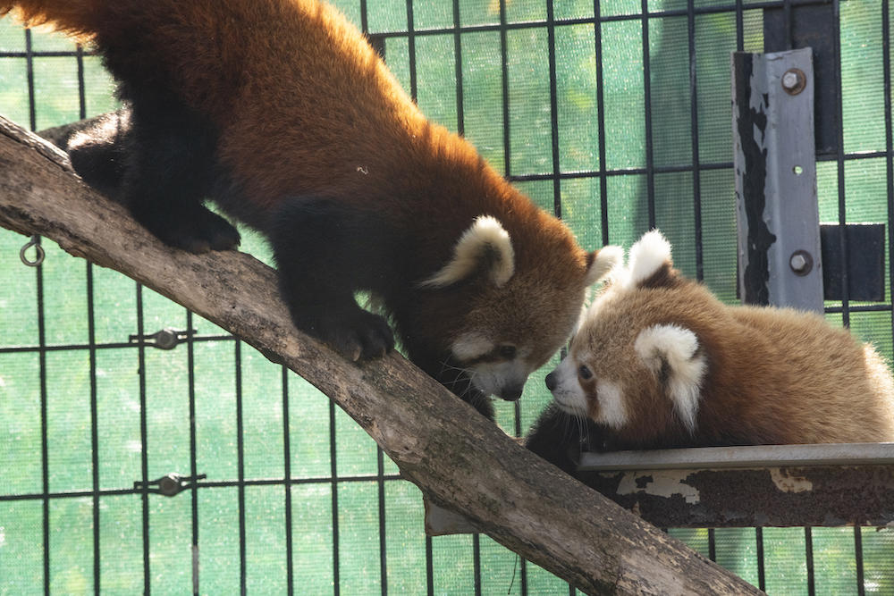 Moonlight and her cub walk toward each other and touch nose to nose on a tree branch inside the red panda enclosure at SCBI.