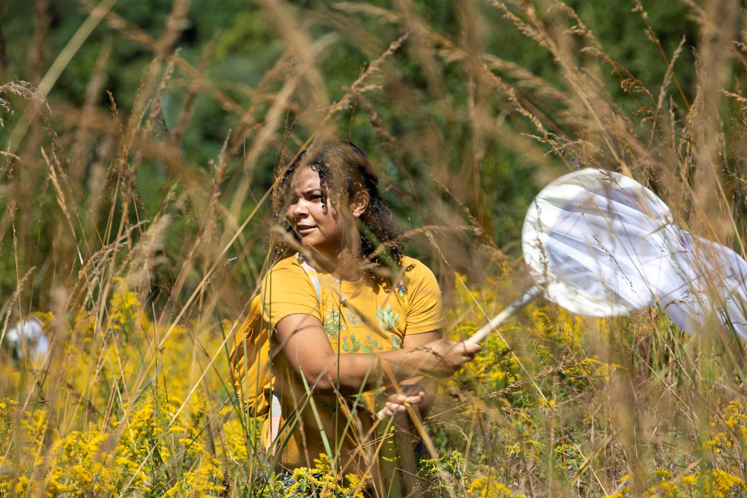 A student is seen between tall blades of grass in a field. She is holding an aerial net with both hands as she searches for monarch butterflies.