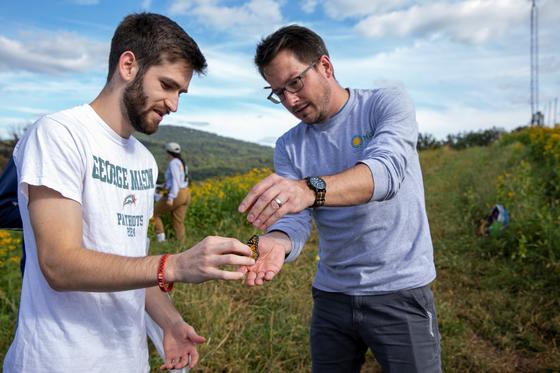 A student wearing a George Mason University T-Shirt holds a monarch butterfly while Professor Joshua Davis reaches his hand out to explain how to tag the butterfly on its hind wing.