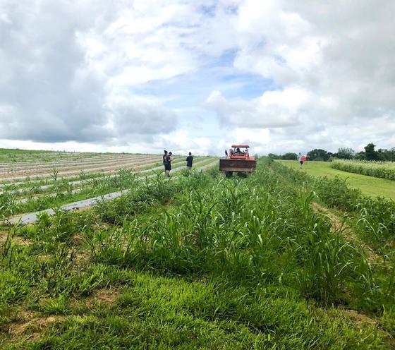 A tractor in a farm field with farm volunteers in the distance