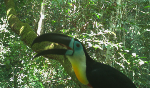 channel billed toucan