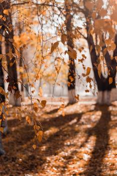 Trees with orange fall leaves covering the ground and falling from the branches.