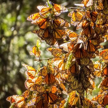Many monarch butterflies covering tree branchings in a forest in Michoacan, Mexico.