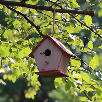 bird feeder in the wood
