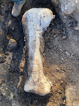 The discovered fossil, covered in plaster for preservation. A human foot at the top shows that the tibia is at least three feet long and two feet wide at its top and bottom.